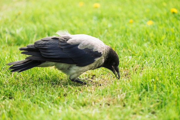 Black gray crow on green lawn