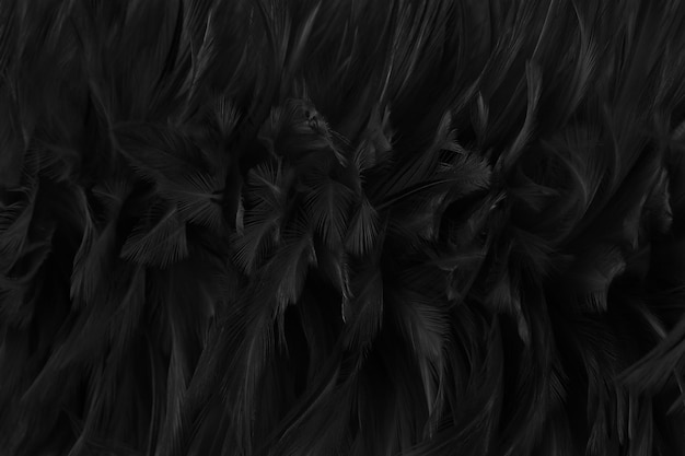 Black grey bird feathers pattern texture background