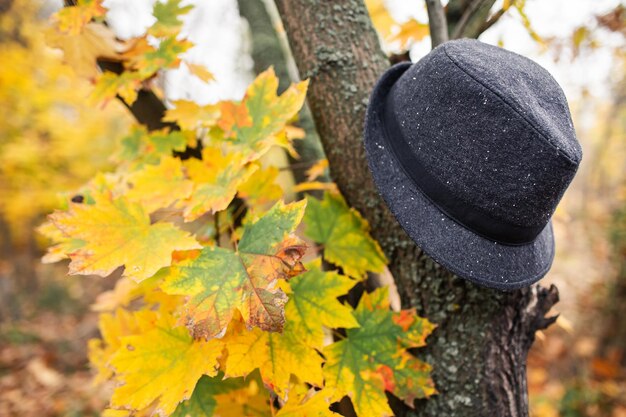 Черная шляпа висит осенью на дереве в парке.