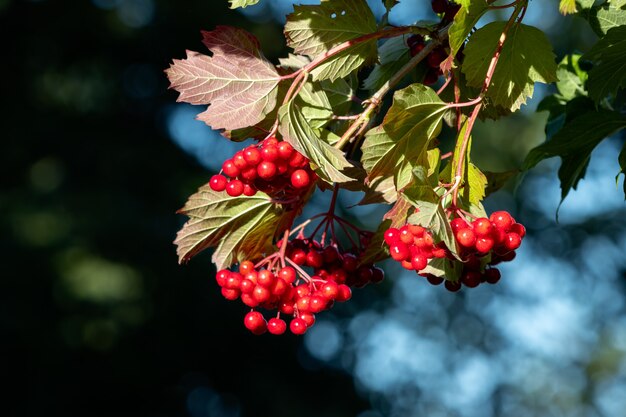 Черный ястреб (Viburnum opulus) дает много красных ягод в конце лета.