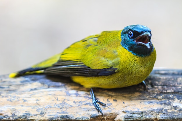 Black-headed Bulbul, Pycnonotus atriceps