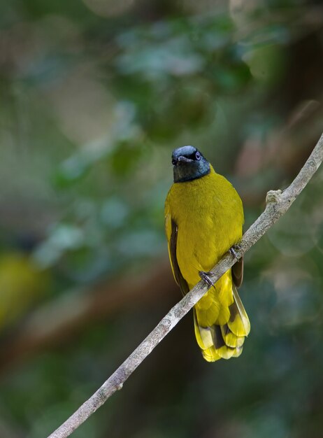 검은 머리 Bulbul, Pycnonotus atriceps