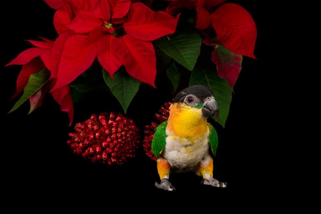 写真 クリスマスの星の植物と赤い松ぼっくりの前に黒い頭のカイク鳥