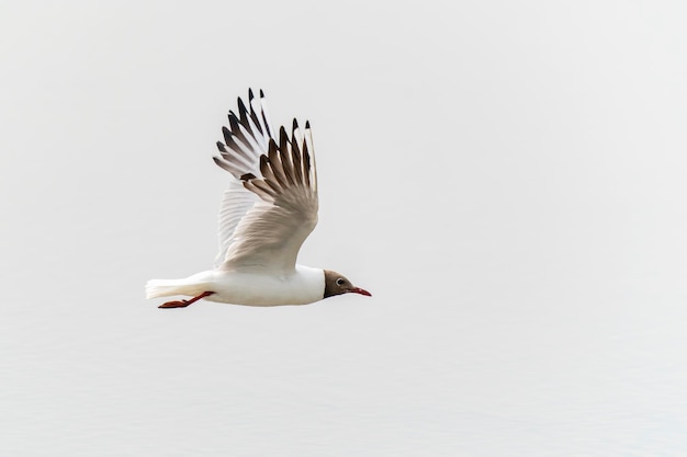 The black-headed gull (Chroicocephalus ridibundus) in flight.