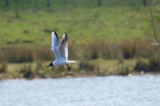 Black-headed-gull flying over lake