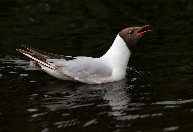 A black-headed gull swims in a city pond