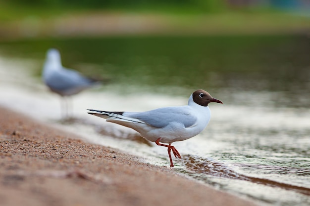 Black-headed gull walking in surf