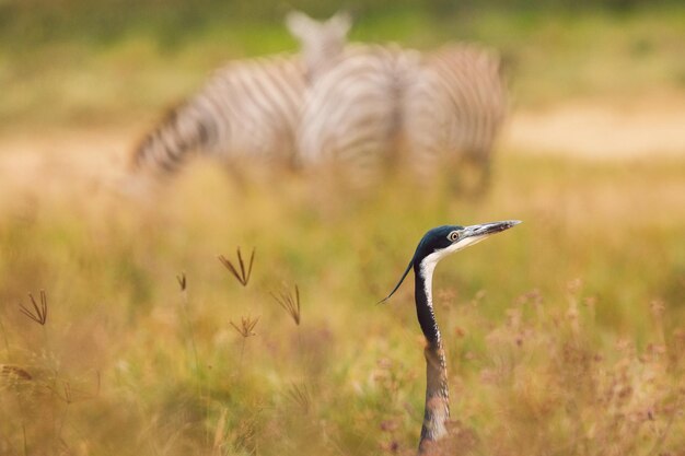 Foto l'uccello a testa nera su un campo