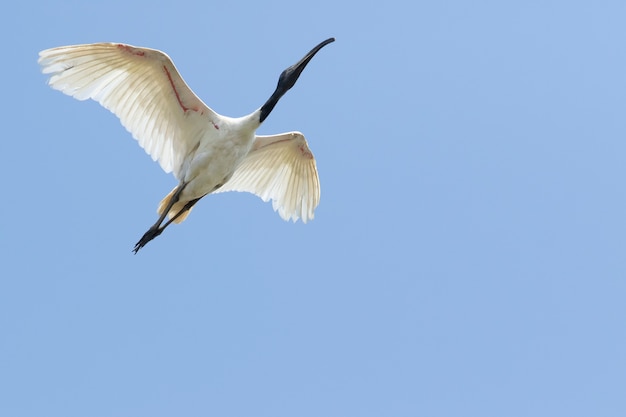 Black-headed ibis flying mid air against clear blue sky