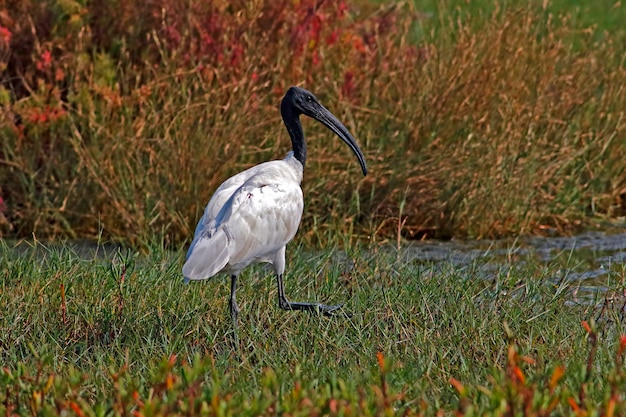 검은 머리 이비스 Threskiornis melanocephalus 태국의 아름다운 새들