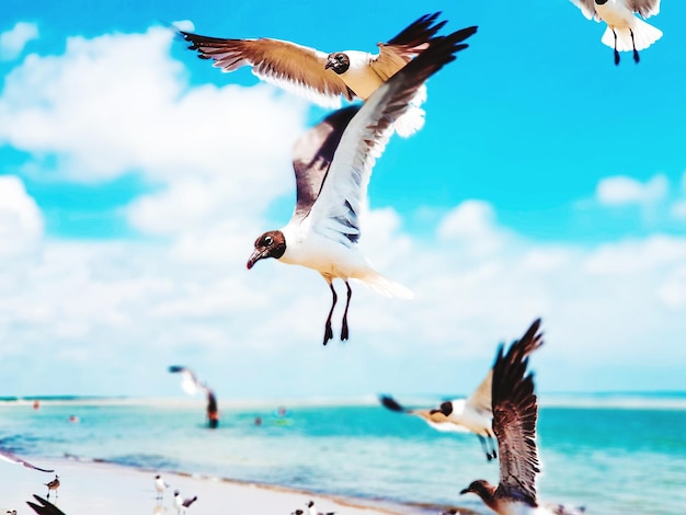 Black-headed seagulls flying at beach