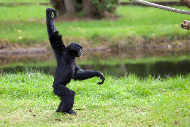 Black headed Spider Monkey in a German park