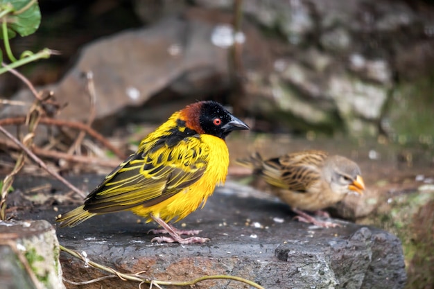 ズグロハタオリドリ（Ploceus cucullatus）