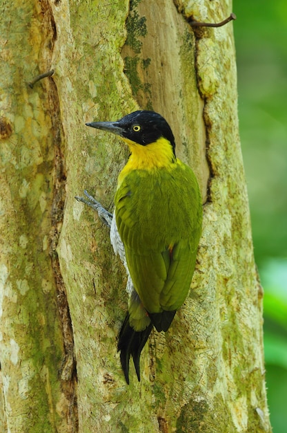 Black-headed woodpecker Digging on a tree.