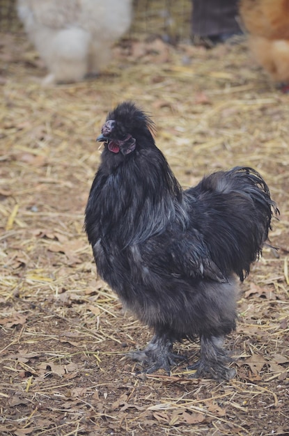 写真 野原に立っている黒いニワトリ