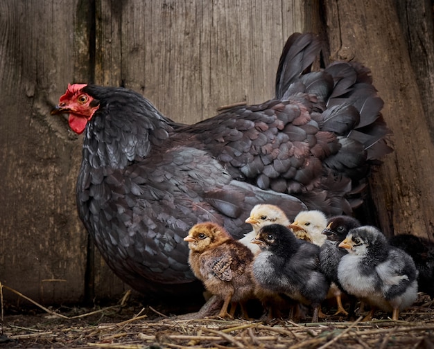 Black hen with newborn chicks.