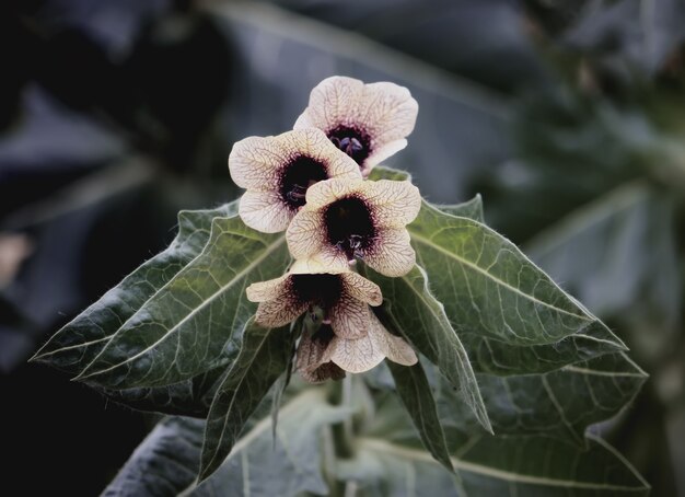 Photo black henbane hyoscyamus niger flowers. vintage toned image.