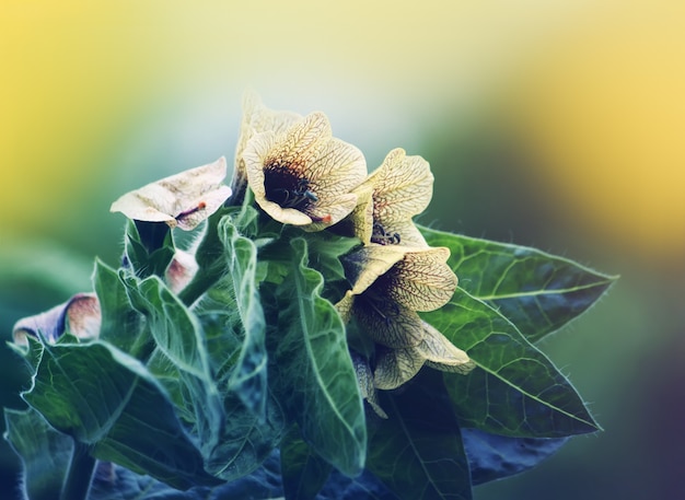 Photo black henbane hyoscyamus niger flowers.