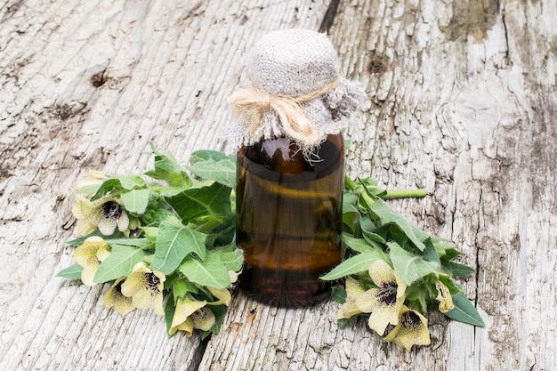 Photo black henbane hyoscyamus niger and oil