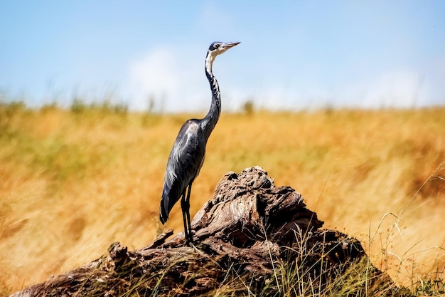 アフリカのサバンナのクロコサギ