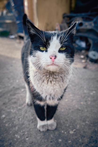 Black homeless cat looking 