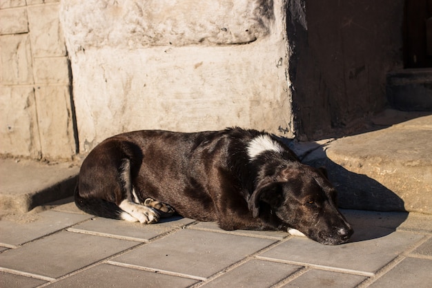 Black homeless dog resting