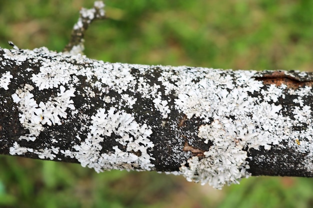 Black horizontal branch of a tree with white moss and bark on a background of green grass