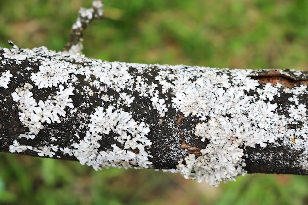 緑の草の背景に白い苔と樹皮を持つ木の黒い水平枝