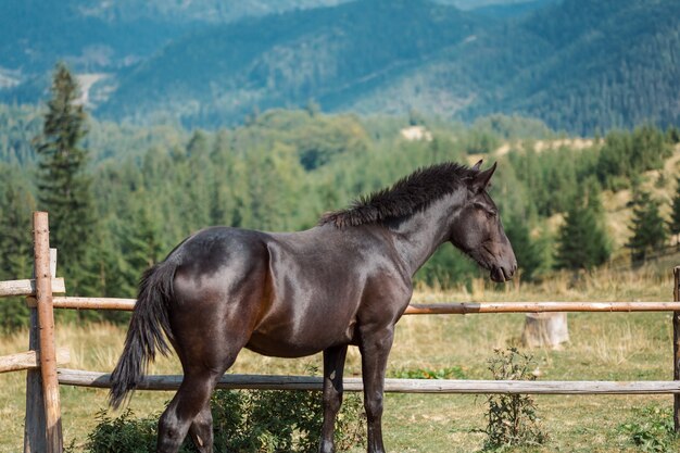 Black horse in corral looks at a mountain beautiful landscape