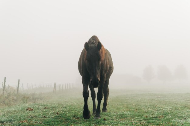 Photo black horse in fog