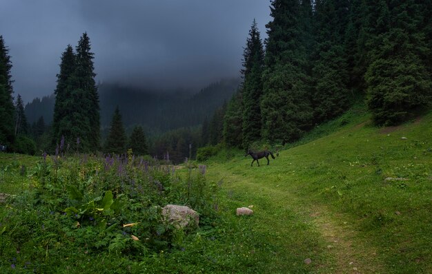 Black horse grazes in the foggy mountains in summer