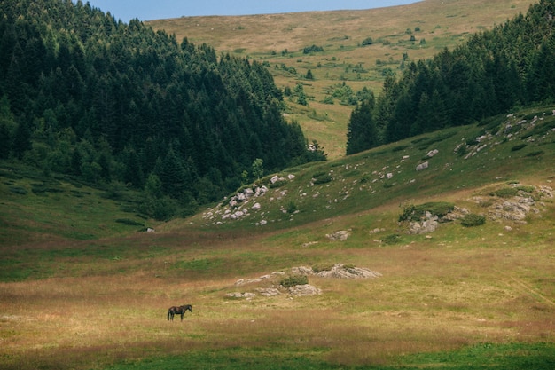 Black horse grazing in the Alpine pasture. National Park Biogradska Gora, Montenegro.