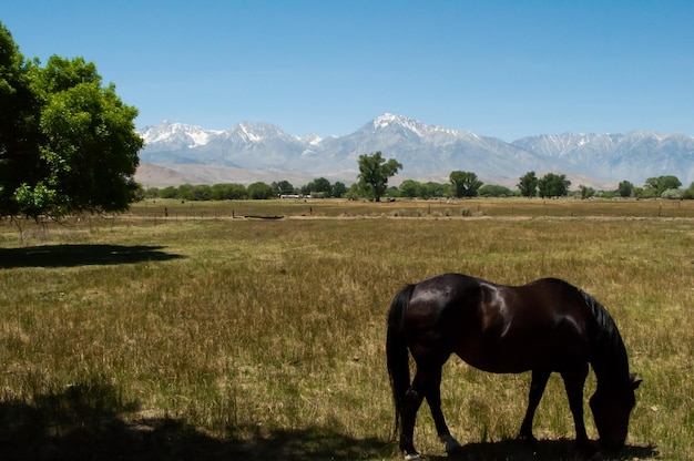 Black horse grazing in field