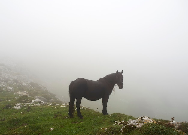 Черный конь, пасущийся на горе в пасмурный день с туманом