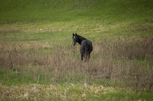 緑の野原に黒い馬