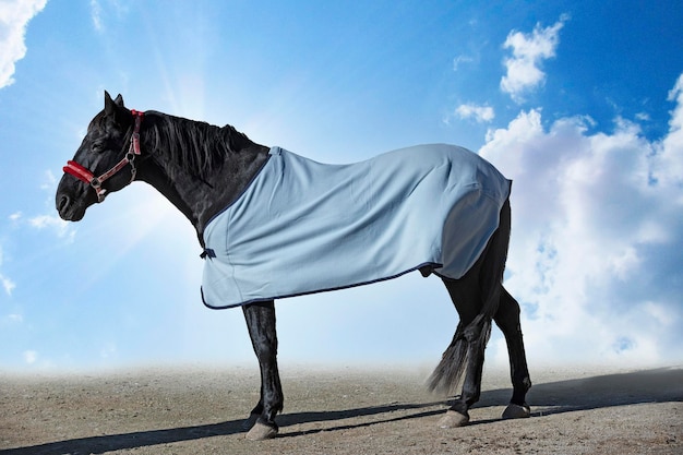 Black horse and his horse blanket in winter