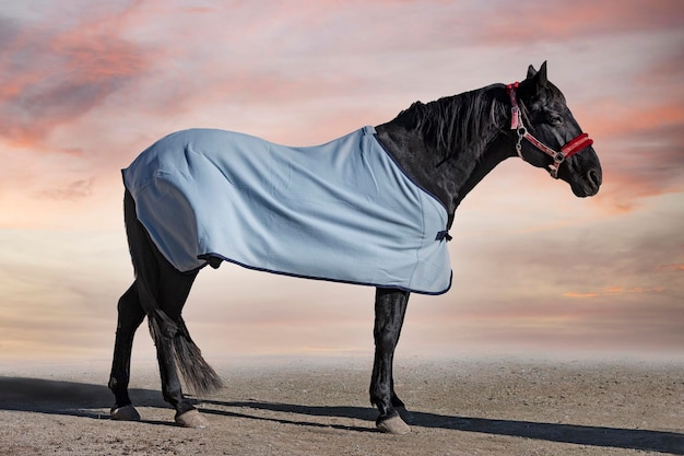 Black horse and his horse blanket in winter