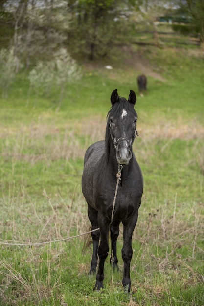 緑の野原に黒い馬