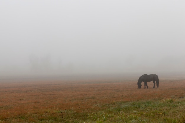 秋の牧草地の黒い馬