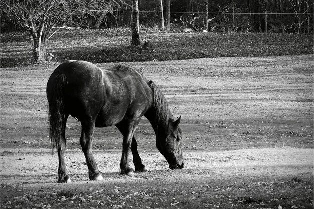 Photo black horse in a pasture