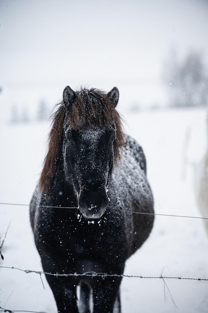 アイスランドの雪の上の黒い馬の肖像画