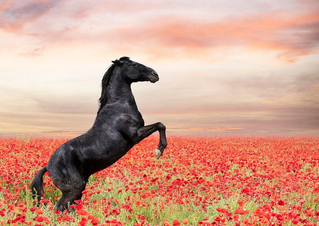 black horse rearing in a field of poppies