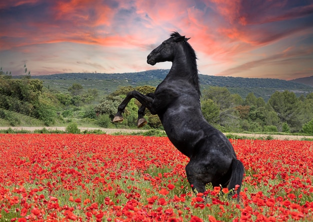 Foto stallone cavallo nero che si impenna nel papavero