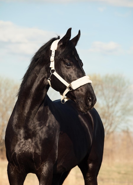 Photo black horse standing against sky