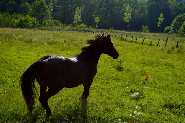 Black horse standing on grassy field