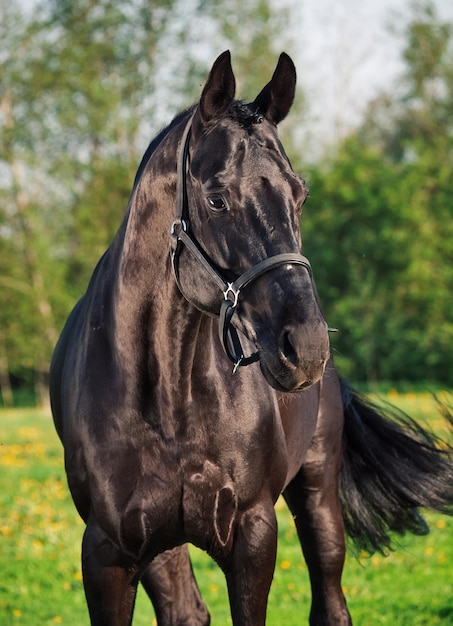 Photo black horse standing on land