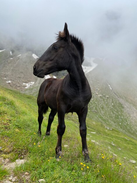 写真 野原に立っている黒い馬