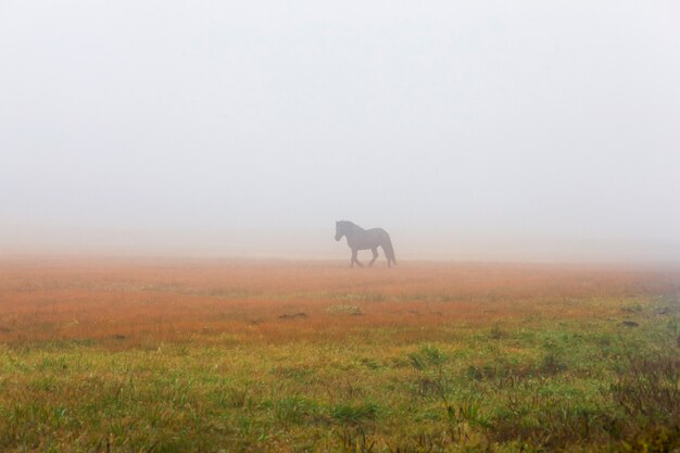 A black horse walking in a foggy meadow in the autumn season