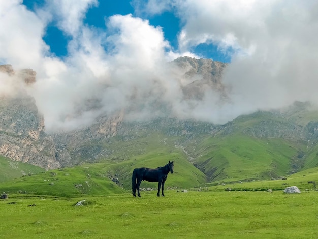 산과 구름이 있는 검은 말. 놀라운 풍경입니다. Tsey Loam 산, Ingushetia