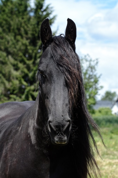 Foto cavallo nero